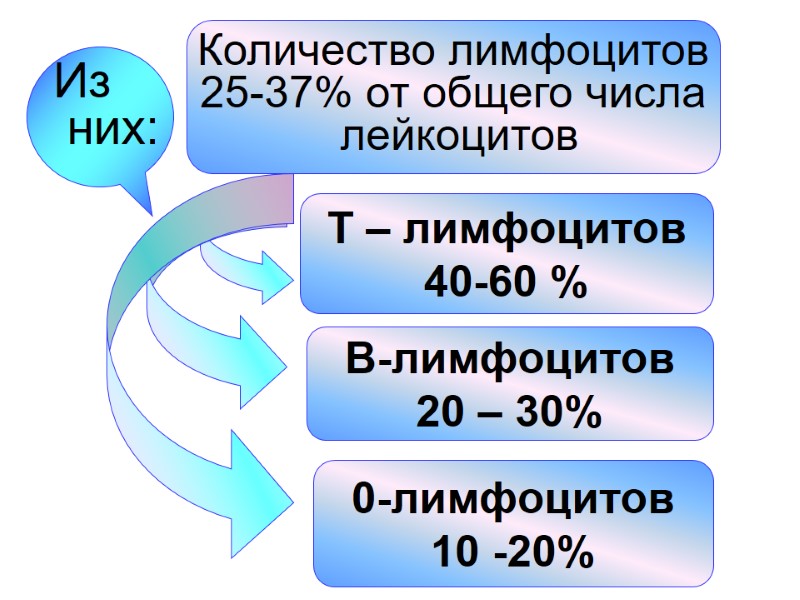 Количество лимфоцитов 25-37% от общего числа  лейкоцитов В-лимфоцитов 20 – 30% Т –
